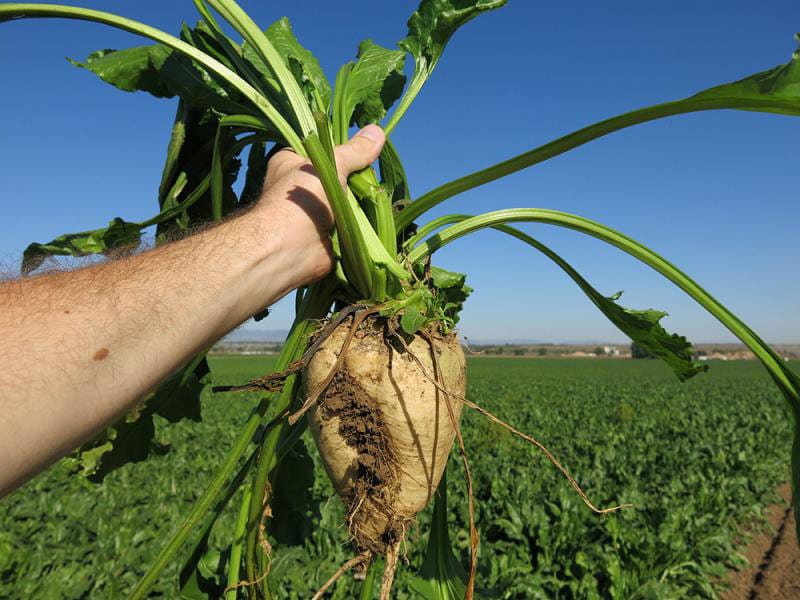 Image of green farm field with arm of off-camera person holding large beet. in the foreground.