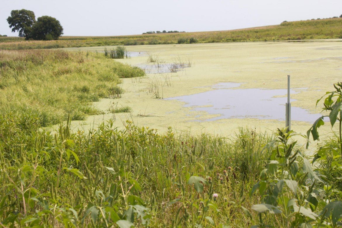Constructed wetlands surrounded by long grasses serve as a natural filter to remove nitrogen from water flowing off farm fields so only clean water reaches rivers. (Photo: Amy Mayer | Harvest Public Media)
