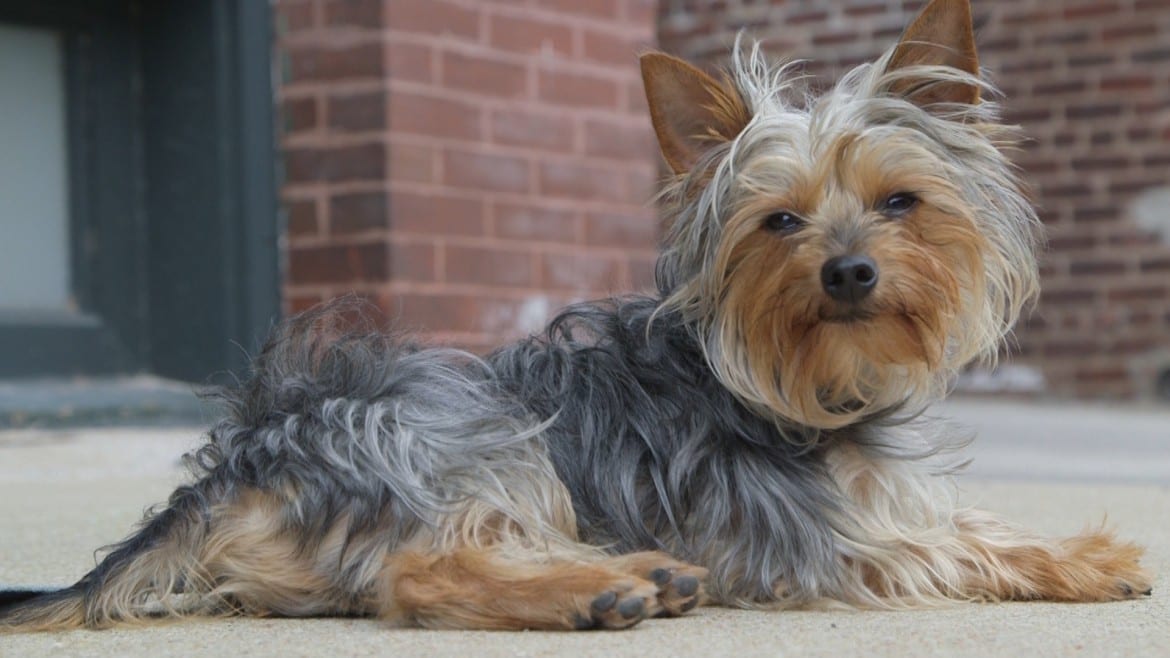 A small dog wearing a FitBark, wearable technology that monitors the animal's rest and movement.