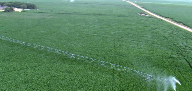 Nebraska has the most irrigated farmland acres in the U.S. Most of those fields are growing corn and soybeans that will feed cattle and hogs. (Credit: NET Television)