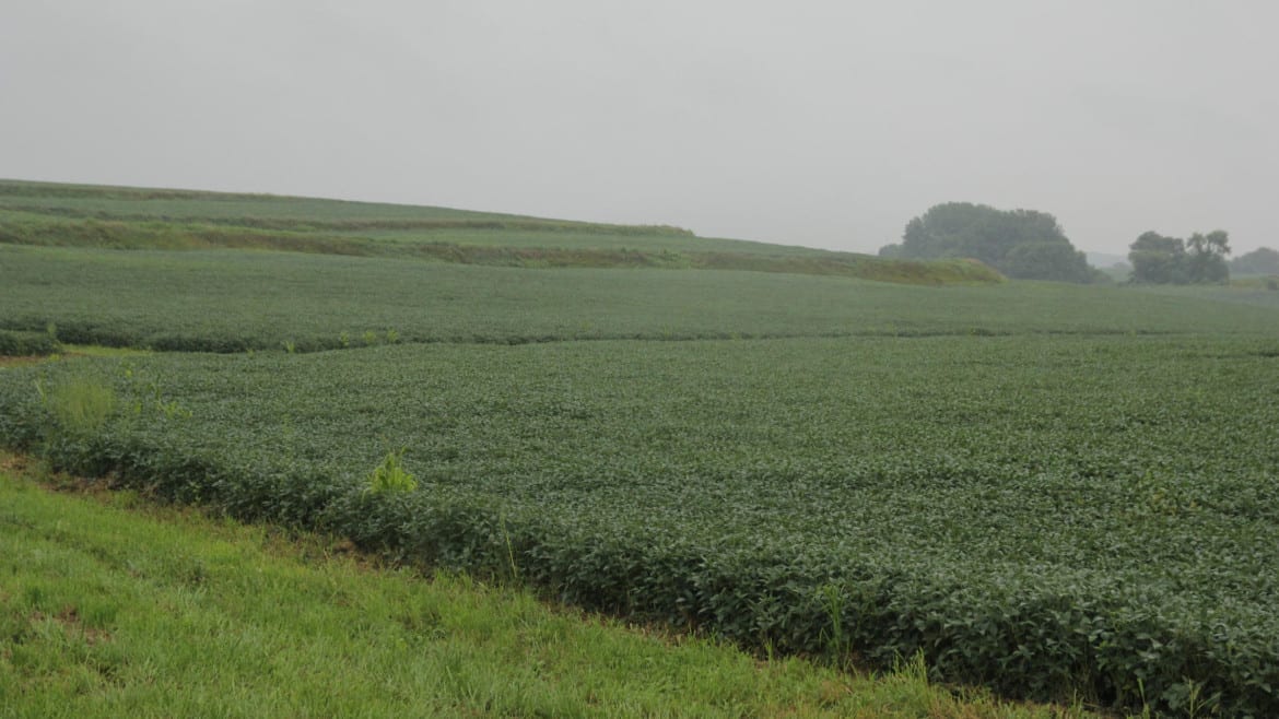 When it rains, topsoil and fertilizer run off the hills of Pfrantz farms. In addition to planting grass waterways and terraces to counter the threat of erosion, Pfrantz plans to plant cover crops this fall. (Photo: Abby Wendle | Harvest Public Media)