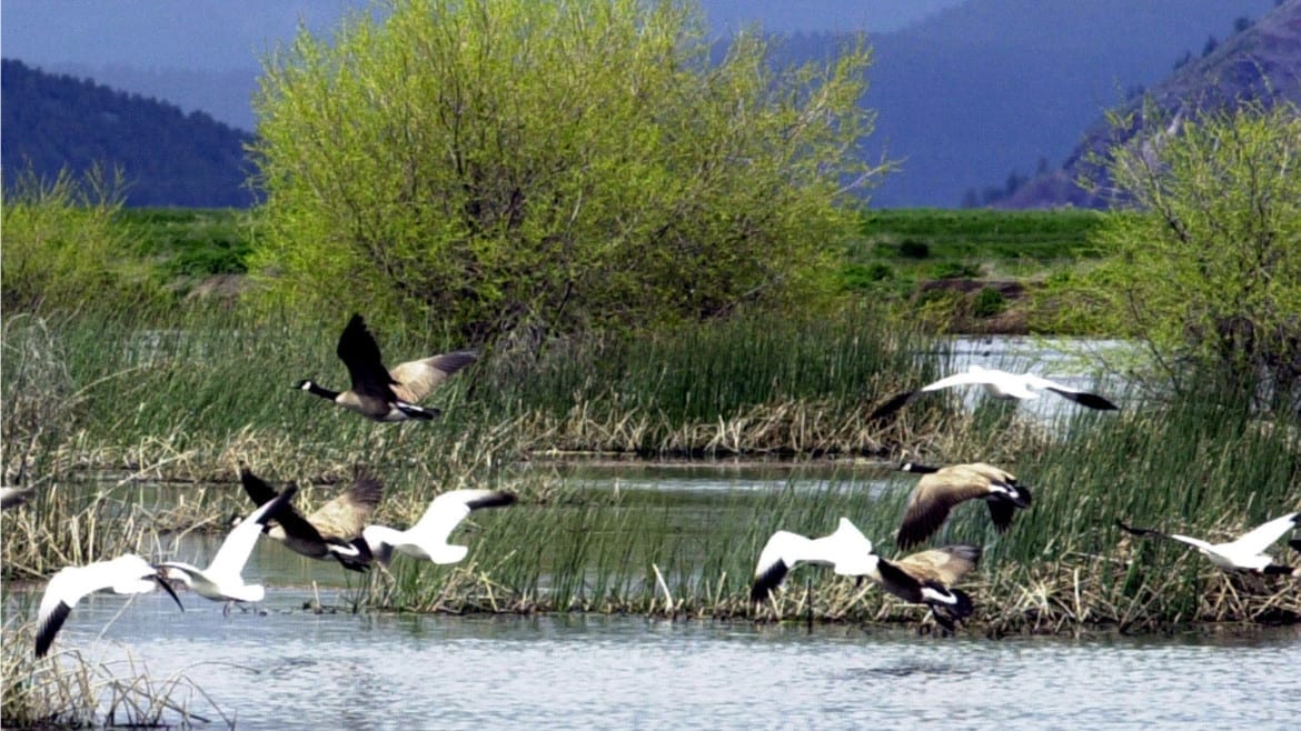 Snow and Canada geese prepare to land in an Oregon wildlife refuge. Several national wildlife refuges are phasing out pesticides from the group known as neonicotinoids because they pose a danger to bees and other pollinators. On Wednesday, a senior scientist at the U.S. Department of Agriculture filed a whistleblower complaint accusing the USDA of suppressing research findings on these types of pesticides. (Photo: Jeff Barnard | AP File)