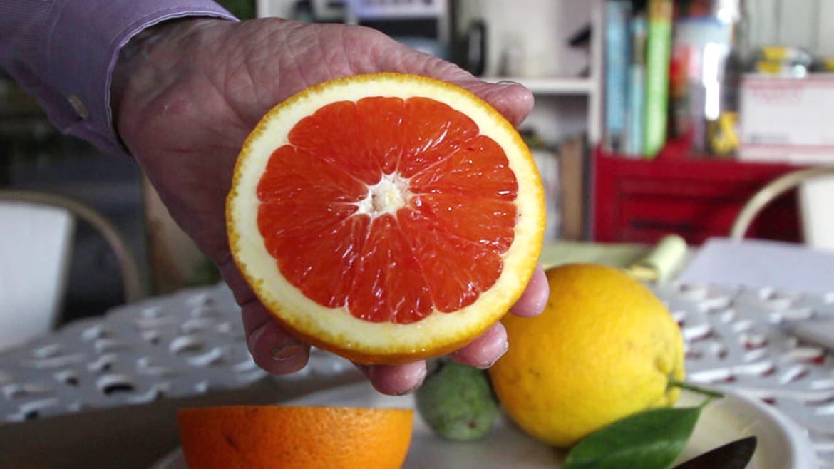 Russ Finch holds up half of a Cara Cara orange that grew in his geothermal greenhouse in Alliance, Nebraska. (Grant Gerlock/Harvest Public Media)