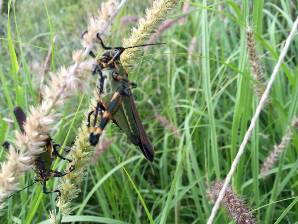 Parts of Argentina have been swarmed by a South American locust, Schistocerca cancellata, pictured here in Santiago Del Estero province. It is not found in North America. (Credit: Juan Pablo Karnatz)