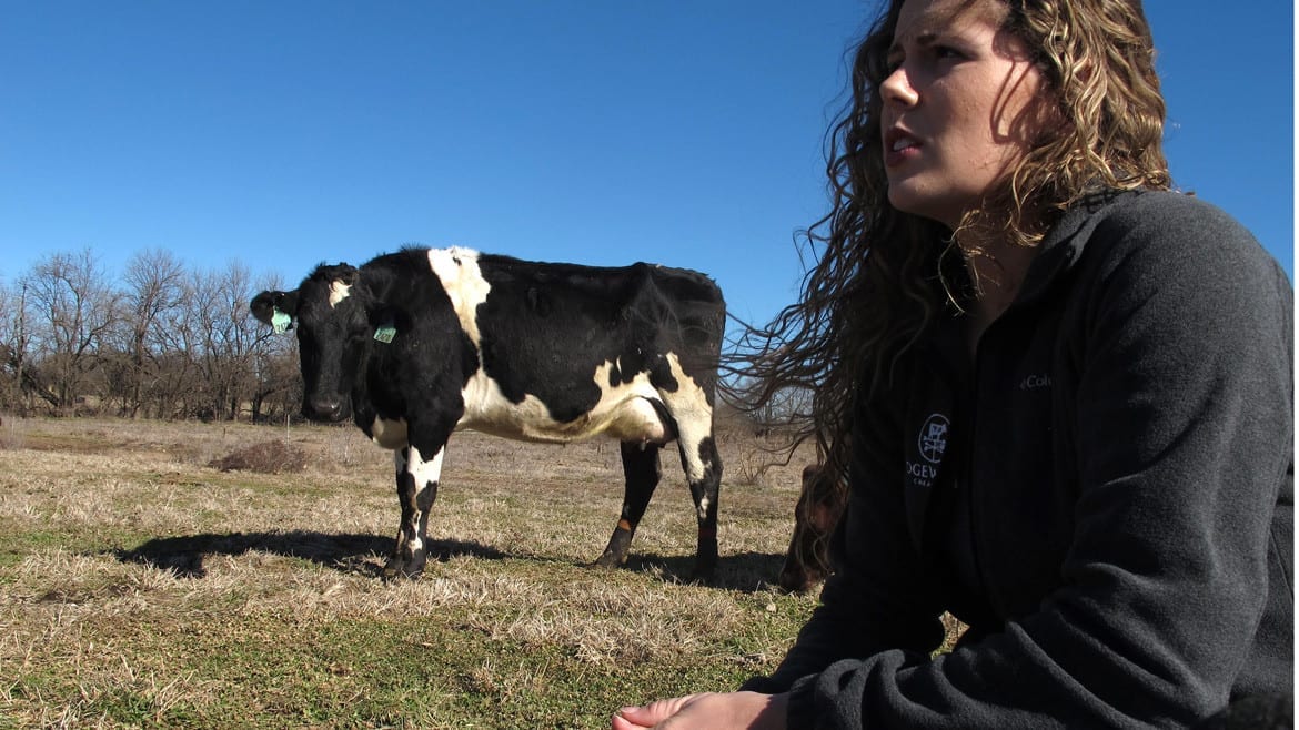 A woman in a field with a cow