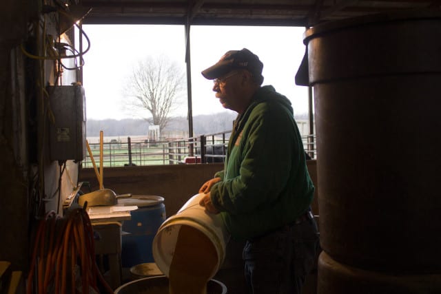 A man feeding cows