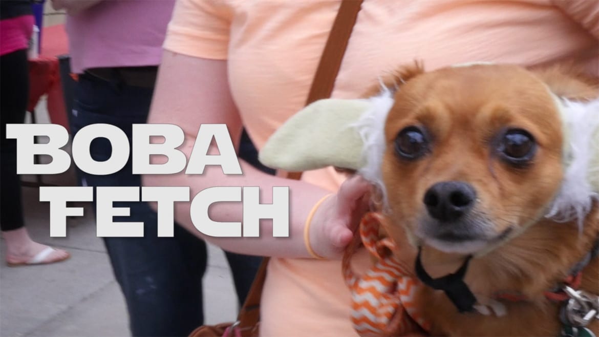 A dog with yoda ears