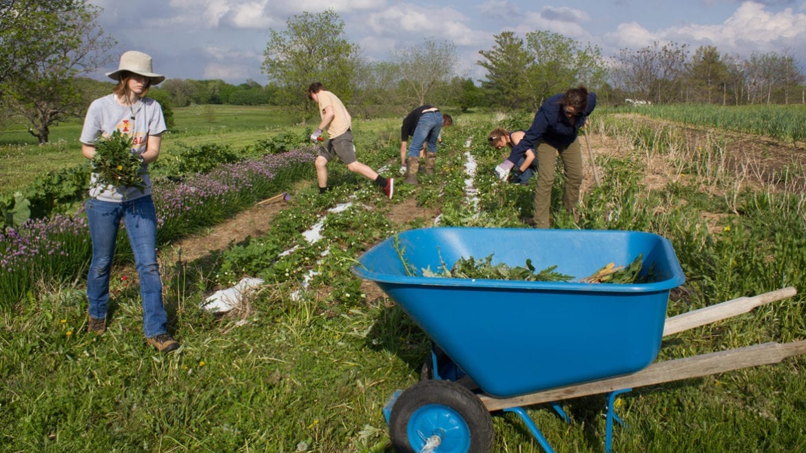 students weeding