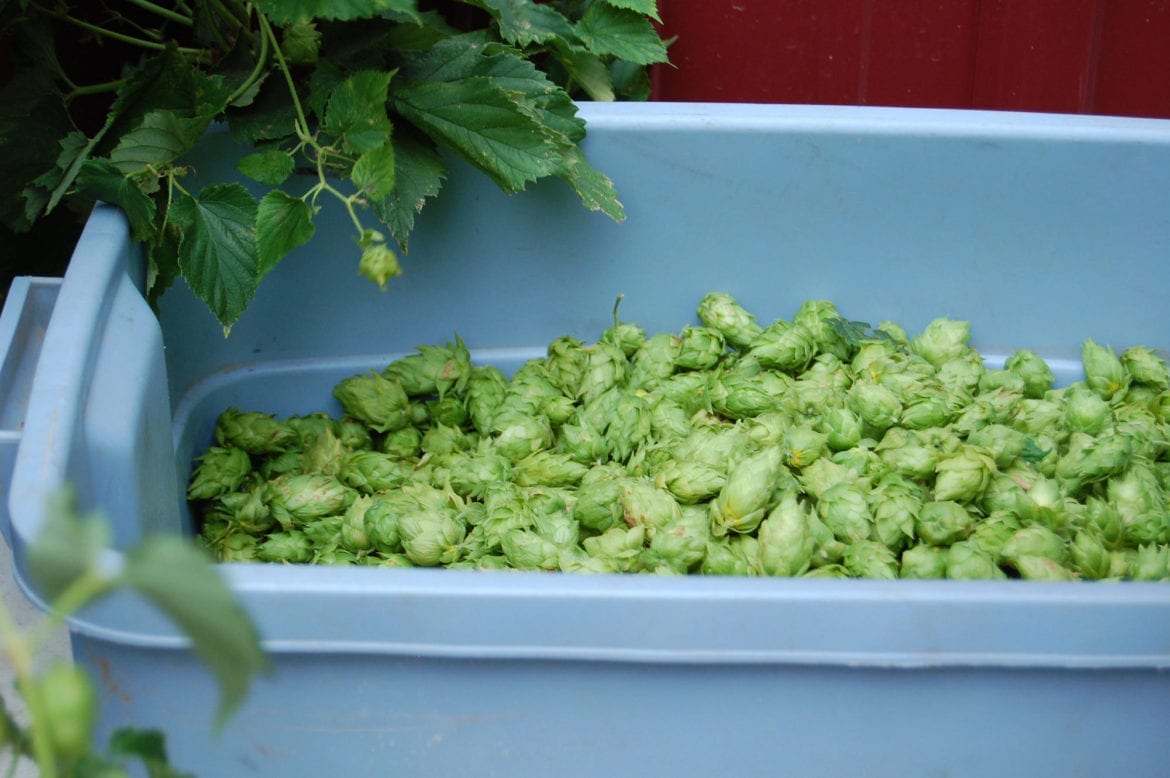 Hops in a bucket.