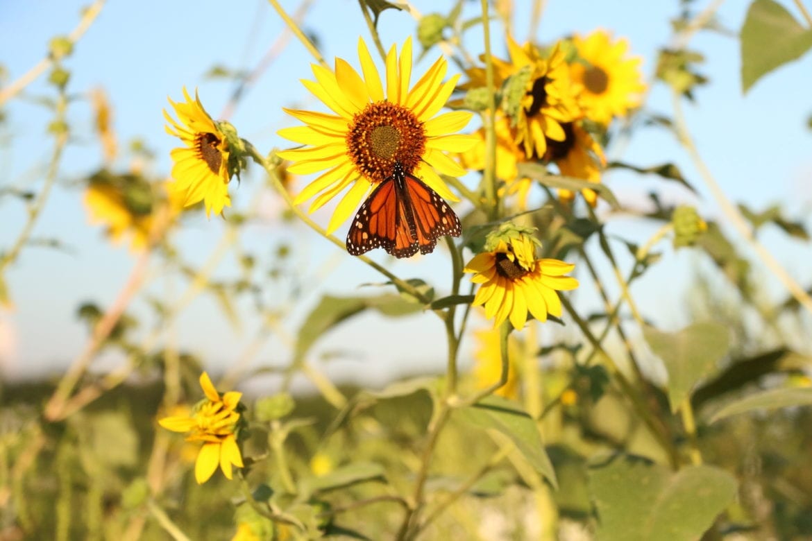 monarch on a sunflower