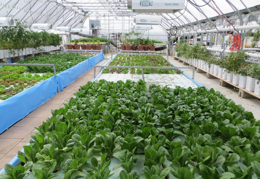 A line of plants growing in hydroponics farm.