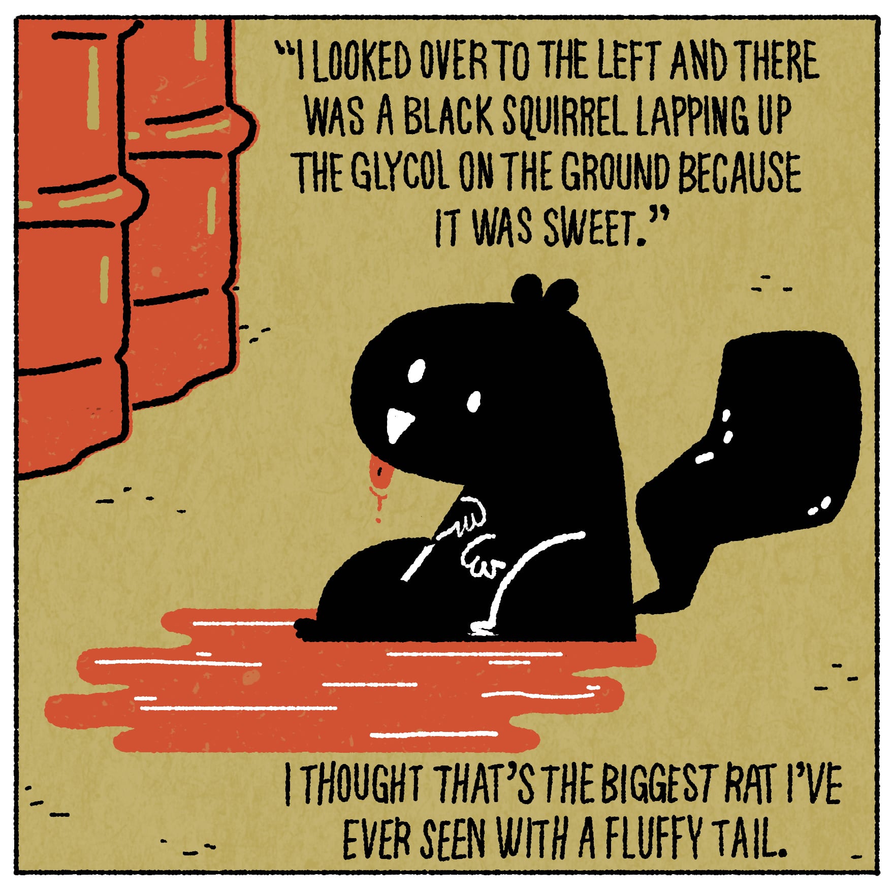 I looked over to the left and there was a black squirrel lapping up the glycol on the ground because it was sweet. I thought that’s the biggest rat I’ve ever seen with a fluffy tail.