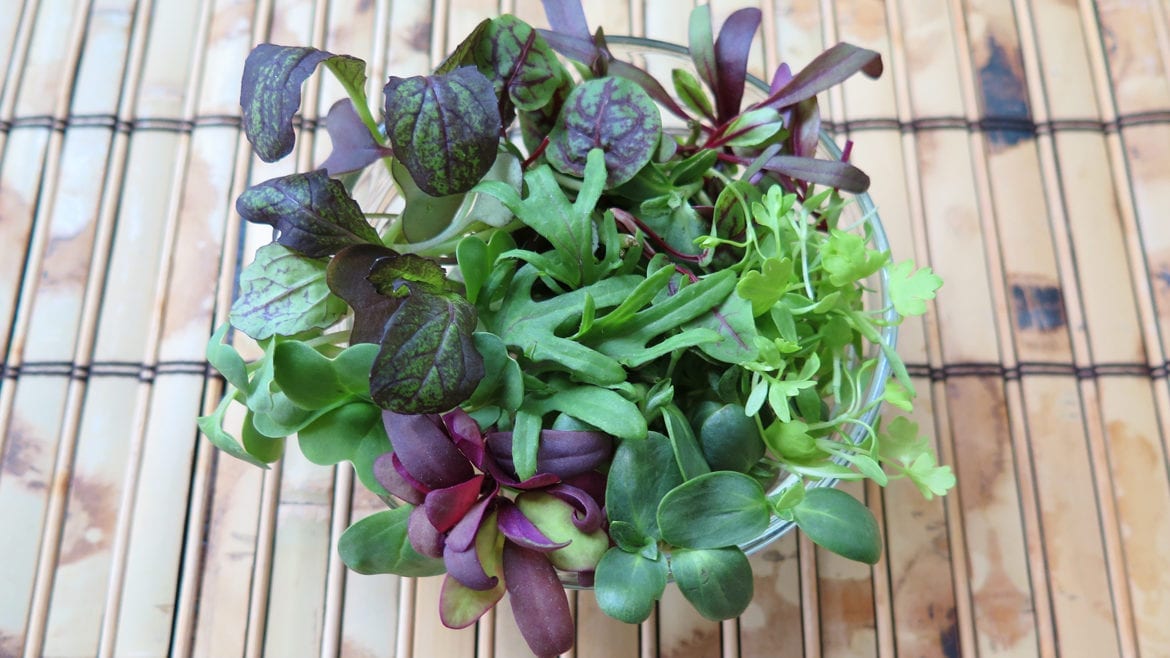 City Bitty Farm's microgreens
