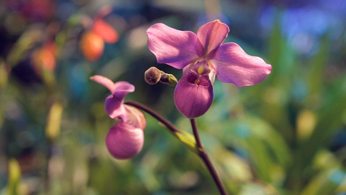 A rare purple orchid