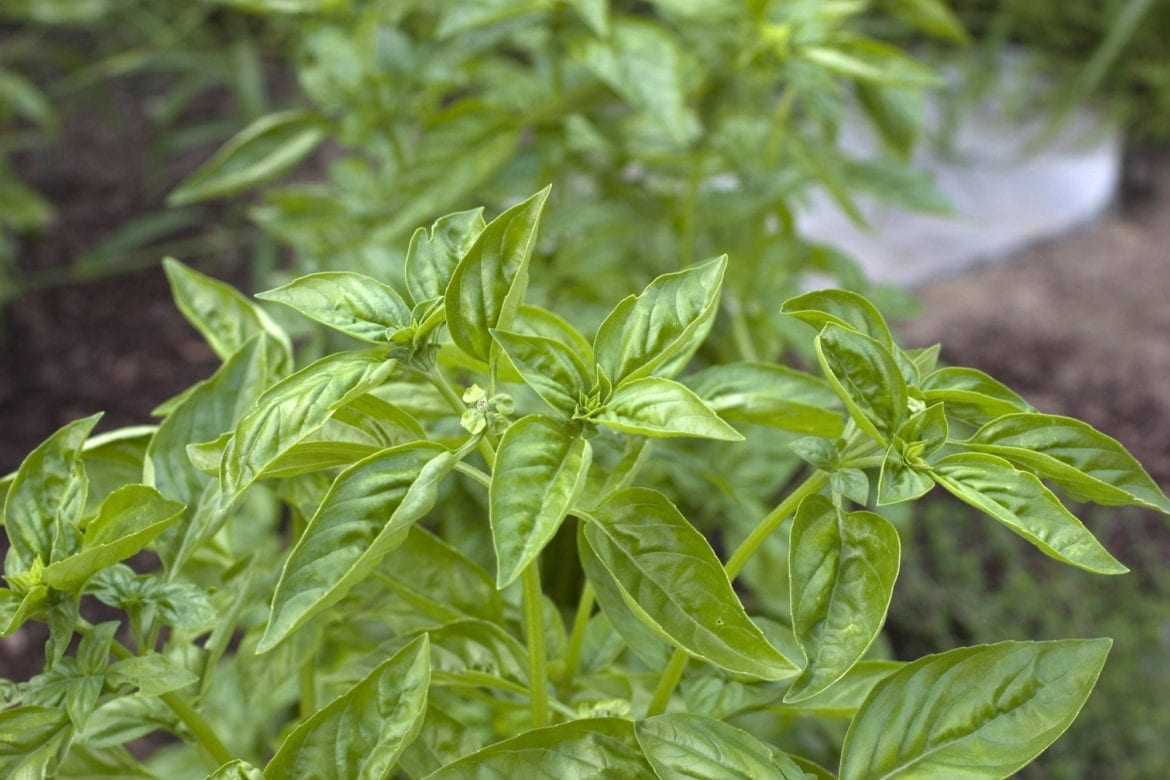 a basil plant