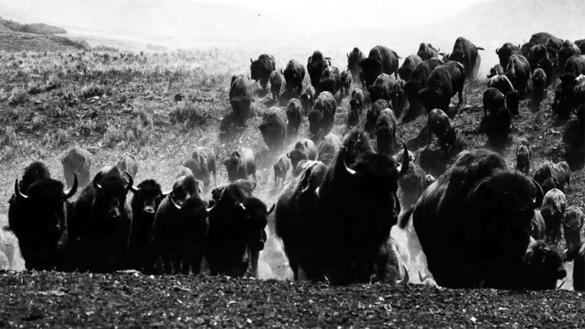bison have returned from the brink of extinction.