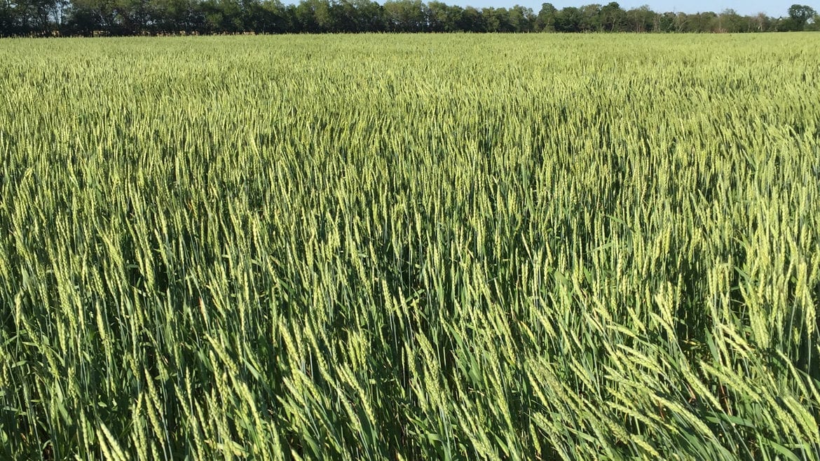 Wheat grown by Great Plains Custom Grain will be used in Cinder Block Brewery’s Weather Witbier.