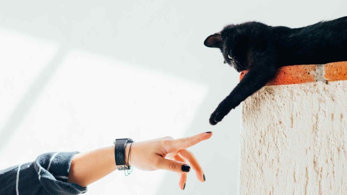 The world of cats and beer collide