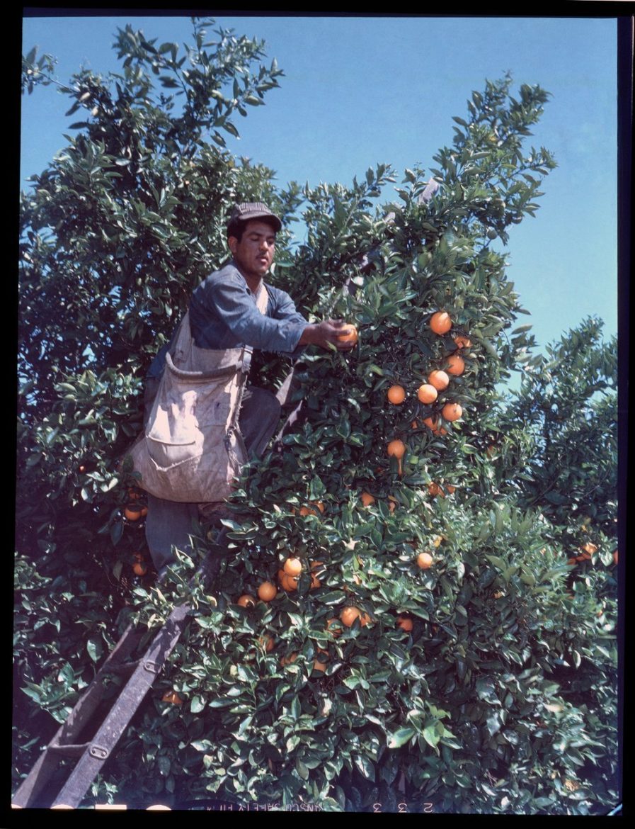 Farm worker in tree picking oranges