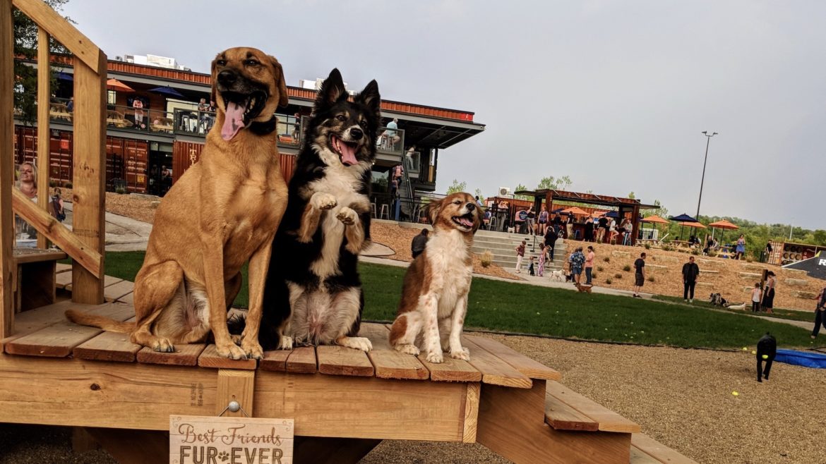 Three dogs sit on a deck at Bar K