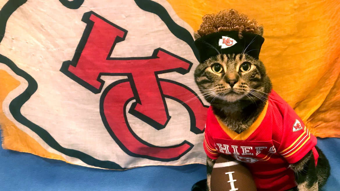 Cat dressed up as Patrick Mahomes