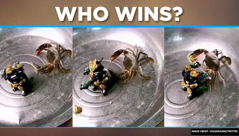 A toy robot and crab battle in a bowl