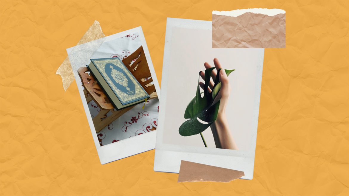 Polaroids of a Quran and a plant
