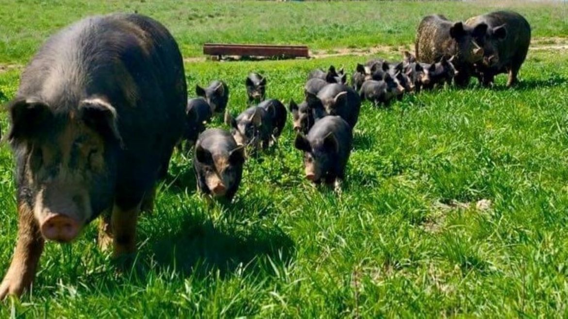 Hogs in a field