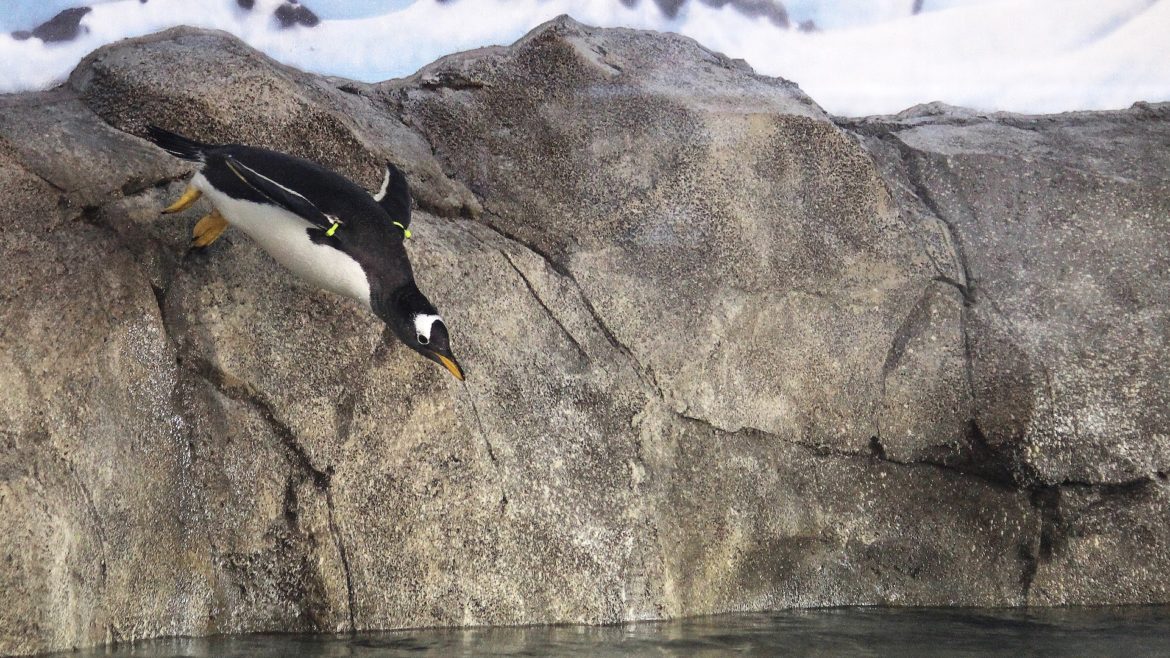 a penguin dives into its habitat.