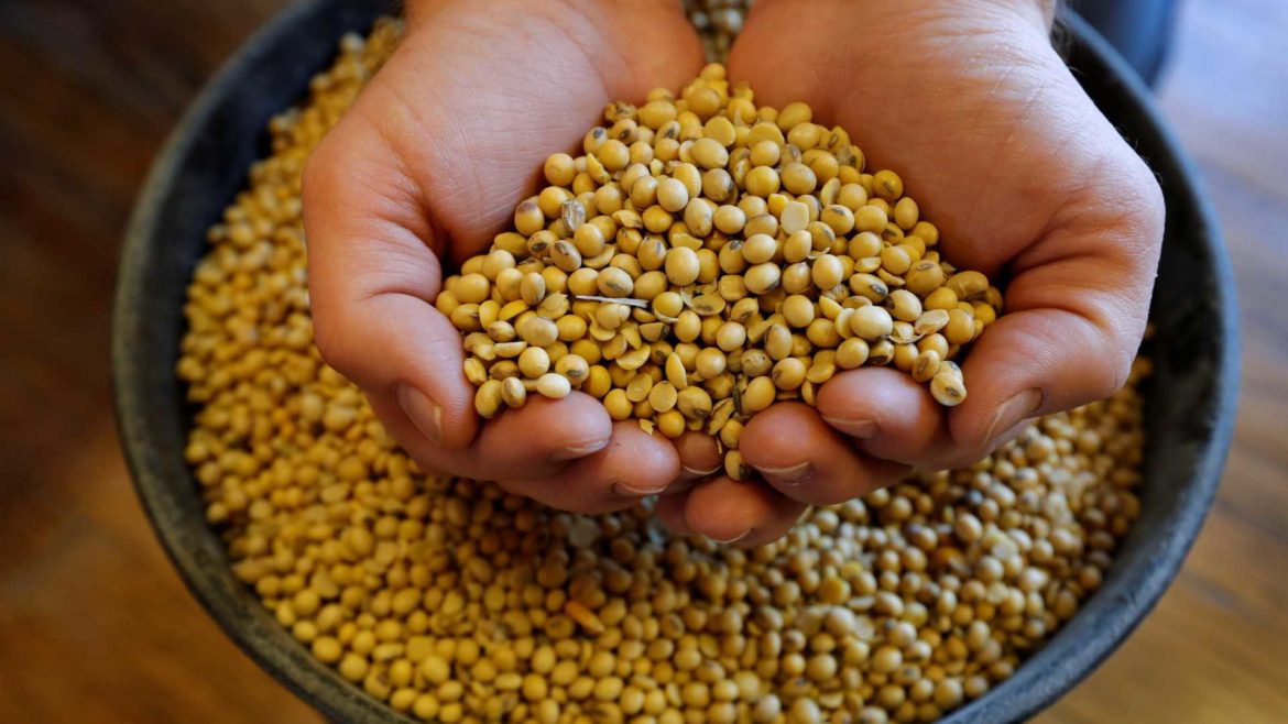 A man holds a handful of soybeans.