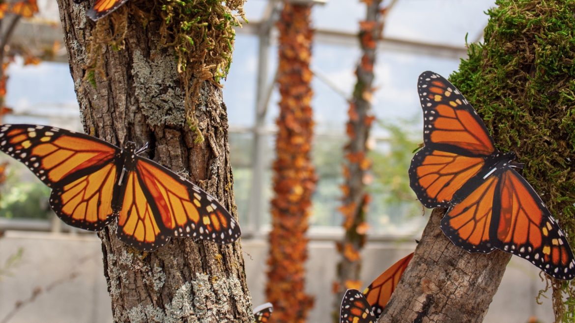 Monarch butterflies rest on branches.