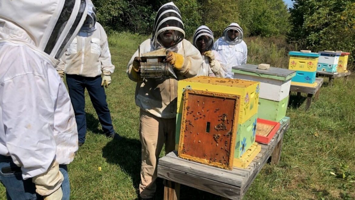 Agritourists commune with honey bees