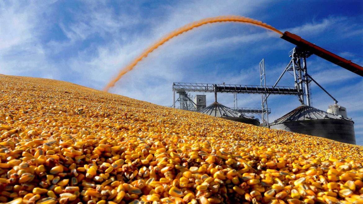 Corn piled outside of a grain elevator