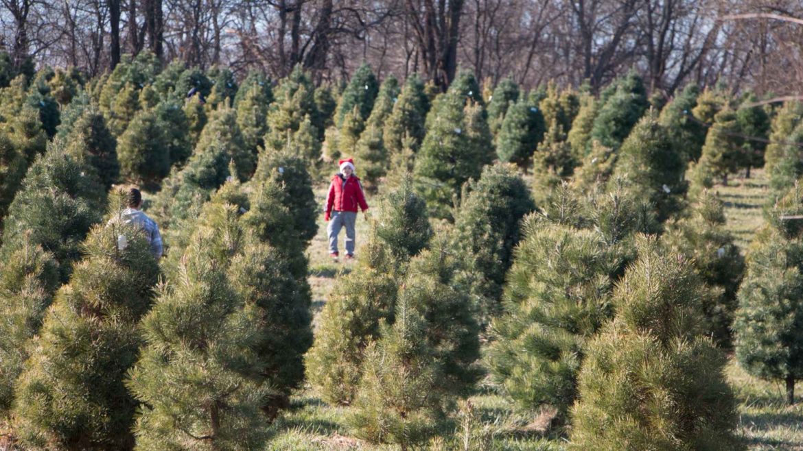 A boy in a Santa hat leads his family through the trees at Pumpkins and Pines.
