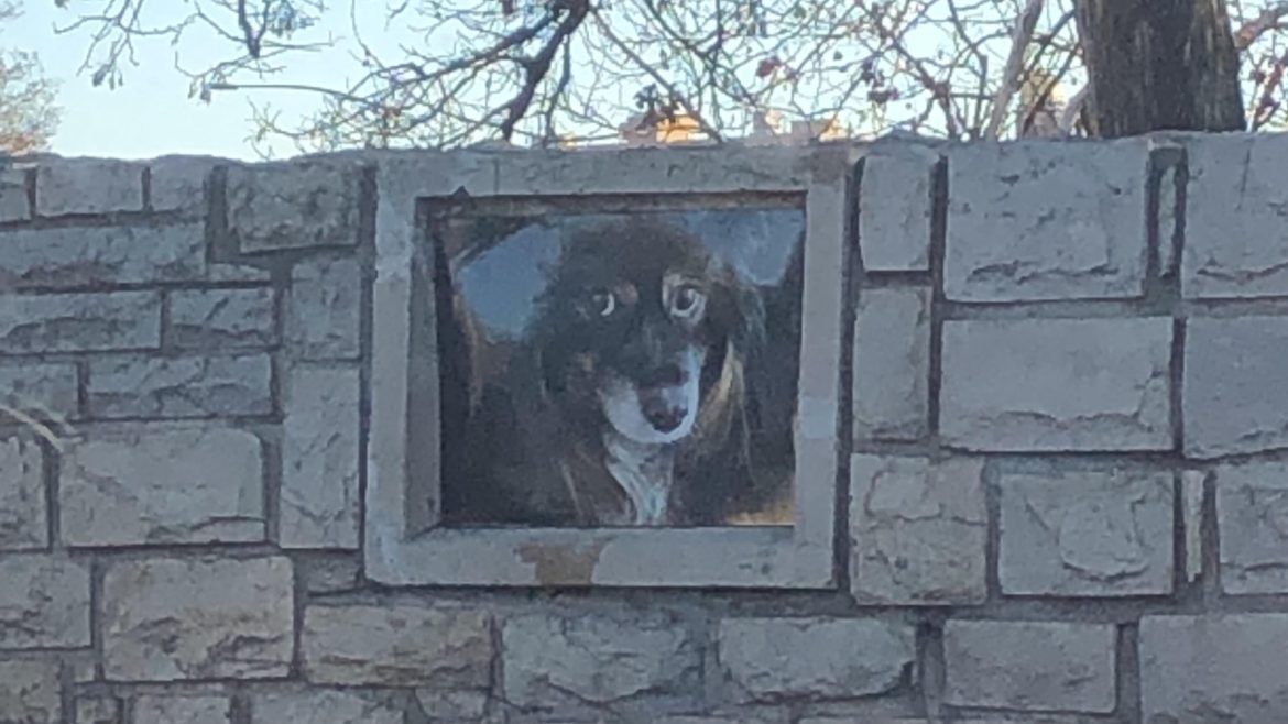 A portrait of a dog that is now missing over Brush Creek near the Country Club Plaza.