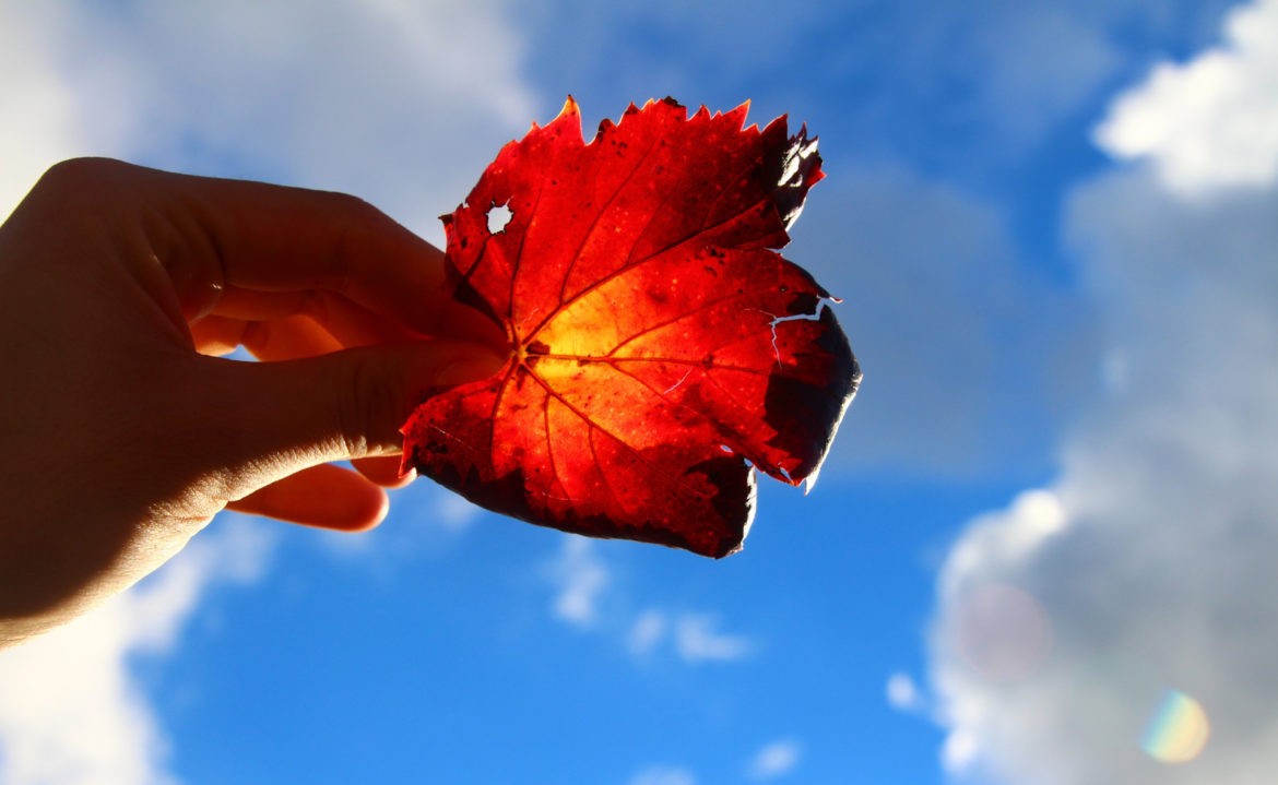 Kansas Citians sent curiousKC three questions about mental health during the pandemic. Now, the community votes on which one our reporters investigate first.