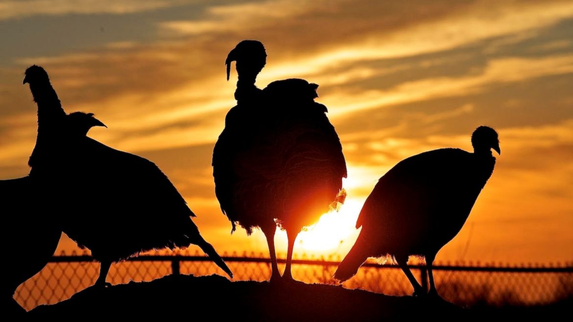 The Good Shepherd Conservancy is a nonprofit organization devoted to preserving Standardbred poultry and historical purebred lines such as those shown here for agricultural use.