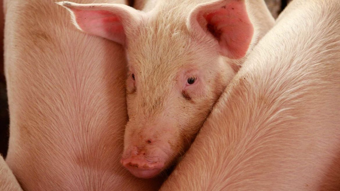 In 2019, Missouri had more than 500 CAFOs, according to the Missouri Coalition for the Environment.