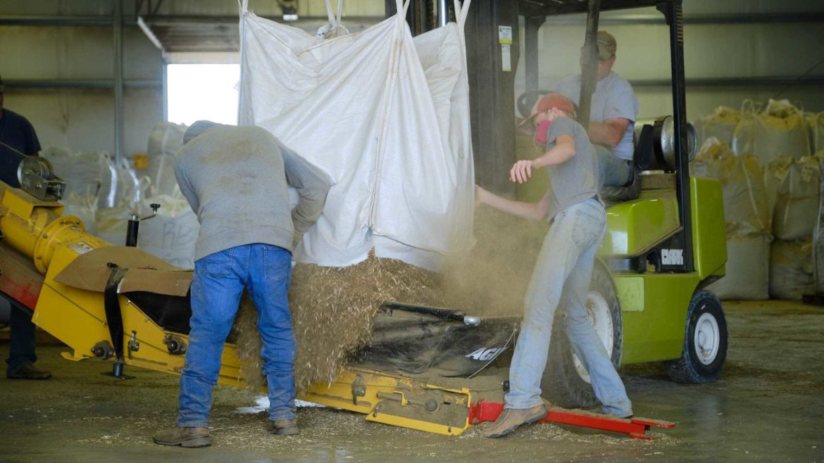 Workers at Shining Star Hemp Co. load a bag of hemp biomass into the processor.