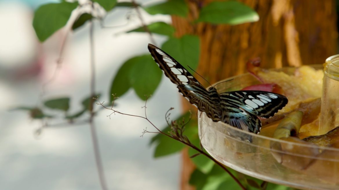 A butterfly at Powell Gardens.