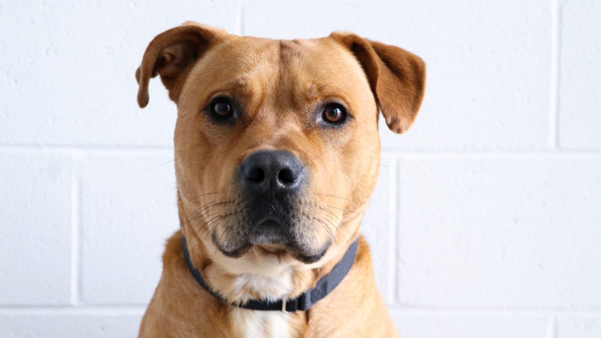 A dog available for adoption from KC Pet Project.