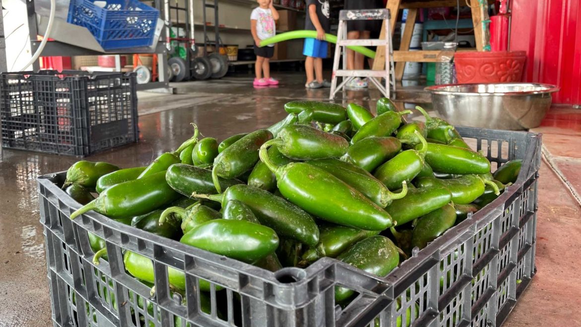 This July 12, 2021 file image shows a basket of fresh harvested green chile waiting to be roasted at Grajeda Hatch Chile Market in Hatch, New Mexico.