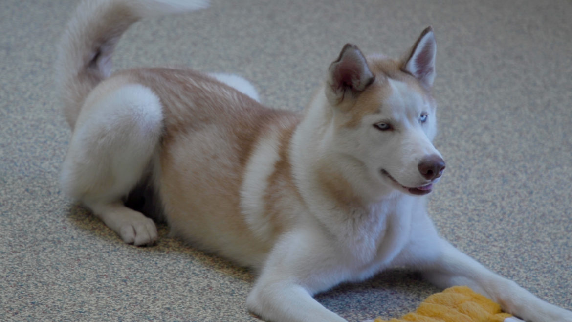 Great Plains SPCA is seeking foster homes for dogs suffering from elevated stress due to long stays at the shelter.