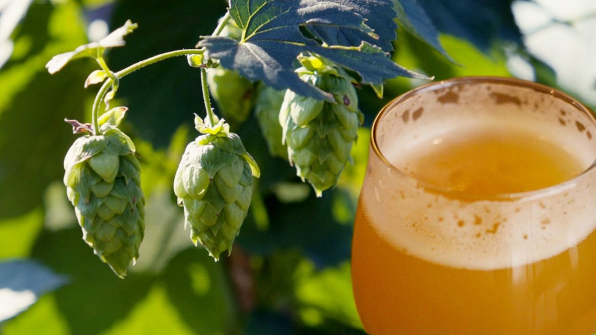 Kansas Hop Co. in Ottawa, Kansas, supplies about 30 breweries in the Kansas City area.