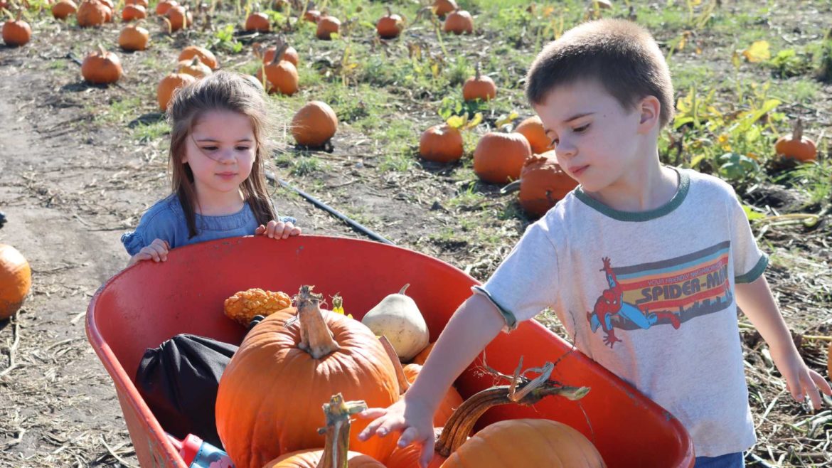 Sophie Blank (left) and brother Calvin pick pumpkins at Johnson Farm every year.