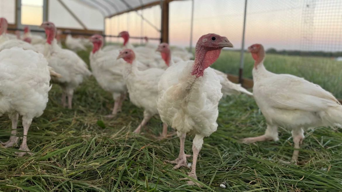 Pasture-raised turkeys at Farrar Family Farm in Adrian, Missouri.