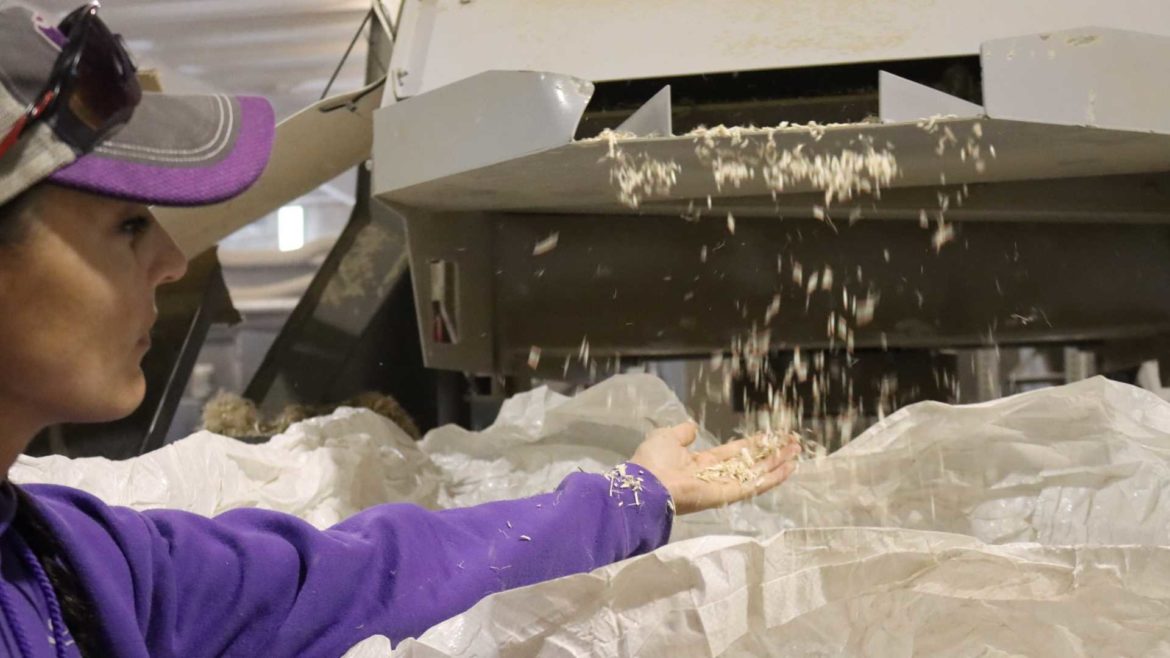 Melissa Nelson-Baldwin catches hemp hurds as they fall out of the decorticator at South Bend Industrial Hemp.