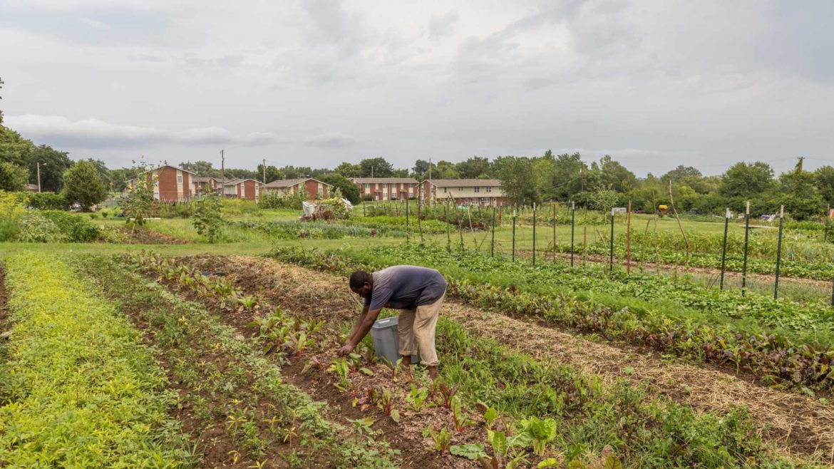 The Juniper Gardens Training Farm in Kansas City, Kansas, helps refugee farmers navigate their first year of growing and selling produce at local farmers markets, a CSA program and a wholesaling operation that caters to restaurants. In the field is Gasalla Musekura, formerly of Congo. (Photo by Jeff Tuttle)