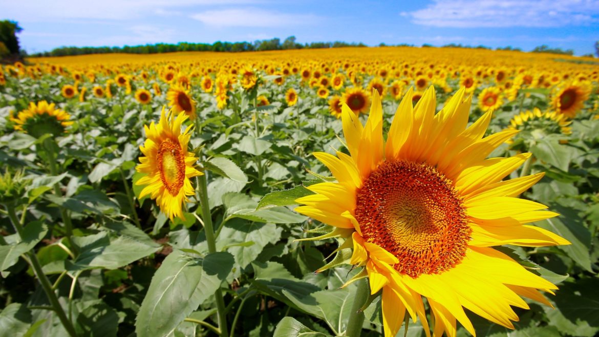 A field of sunflowers belonging to Grinter Farms soaks up the sun Northeast of Lawrence, Kansas, on Sept. 3, 2014.