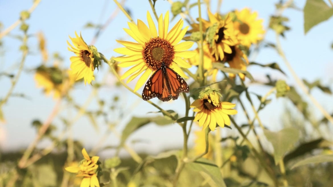 A monarch butterfly rests on a yellow flower.